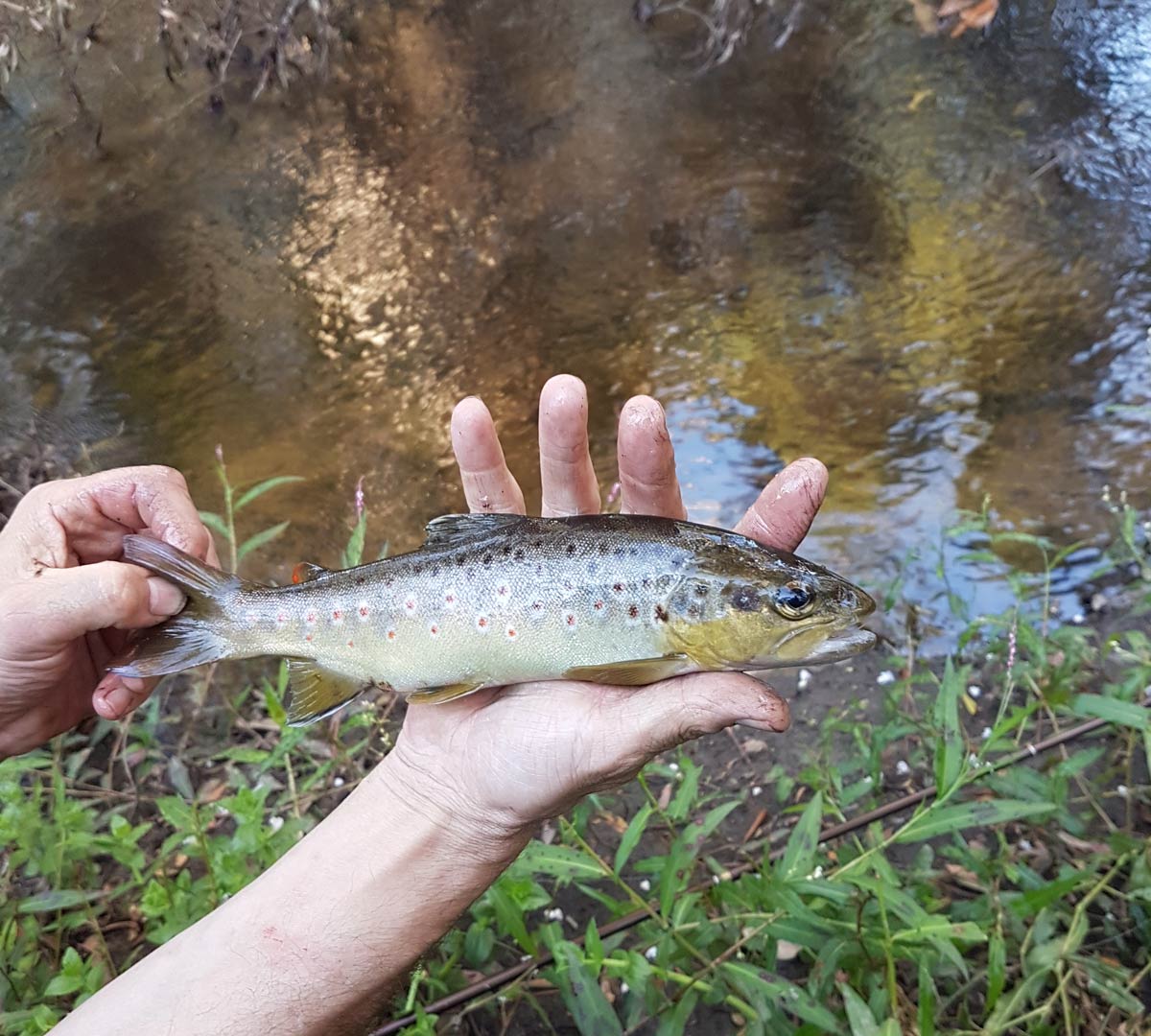 A trout caught at The Fernglade.
