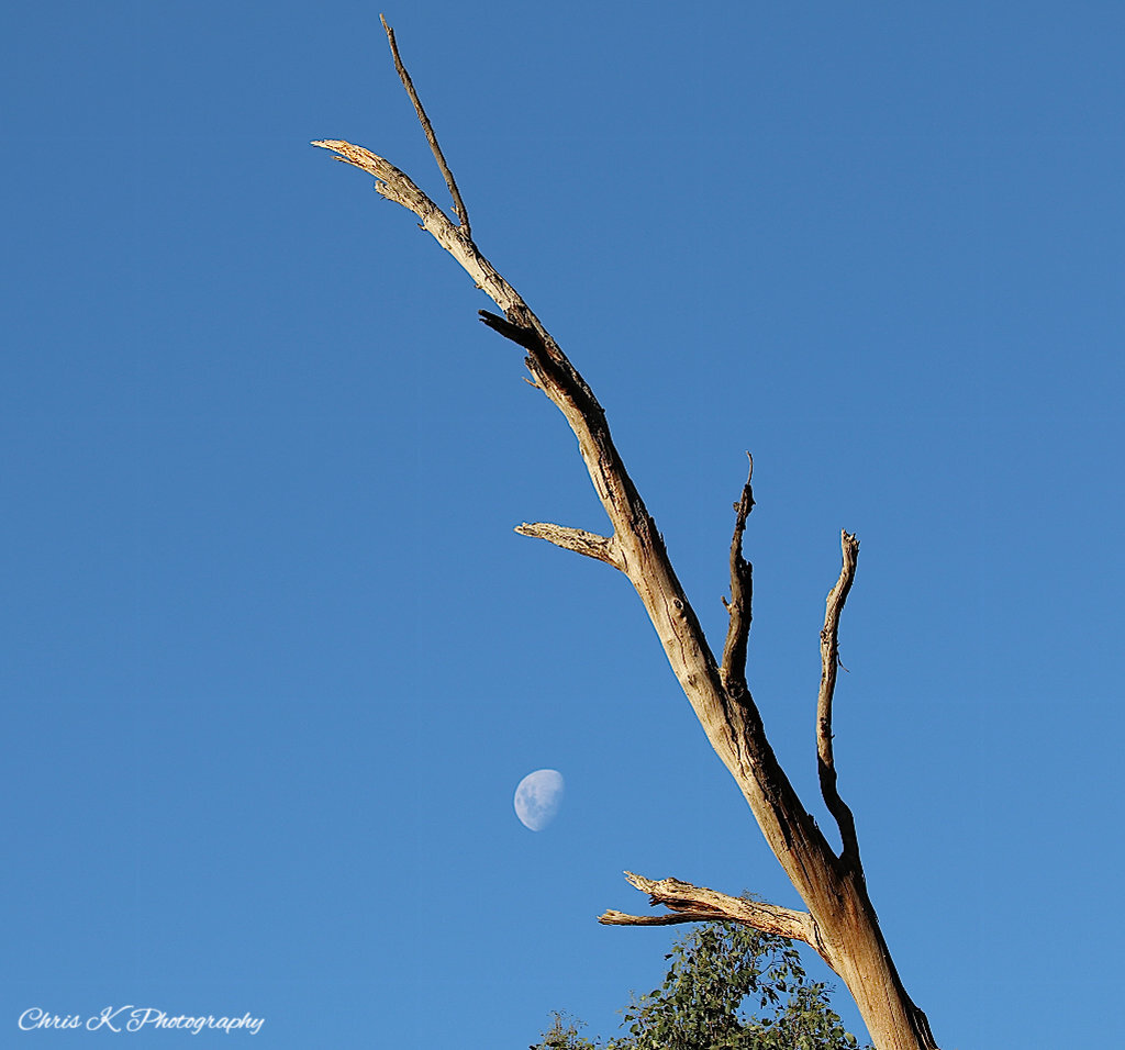 The moon framed by a dead tree trunk beside the Murrindindi river.