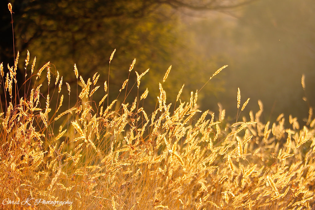 Sunlight through the grass at the Fern Glade.